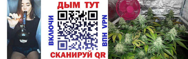 Каннабис планчик  KRAKEN   Терек 